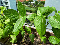 Green Spade - Gardening Supplies & Potting Soil Singapore ?